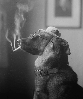Illustration for article titled Even In The 1900s, Humans Were Obsessed With Photos Of Dogs In Clothes
